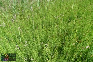 Equisetum palustre (2)7.jpg_product_product_product_product